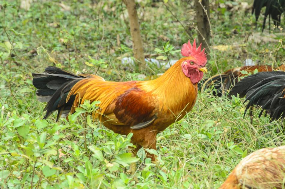 Bird Nature Animal