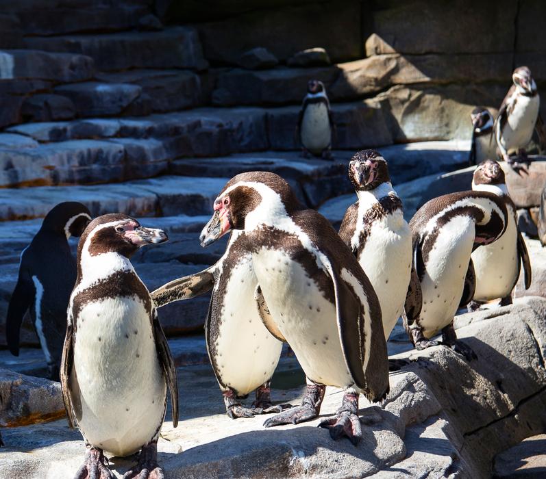 Humboldt Penguin Bird