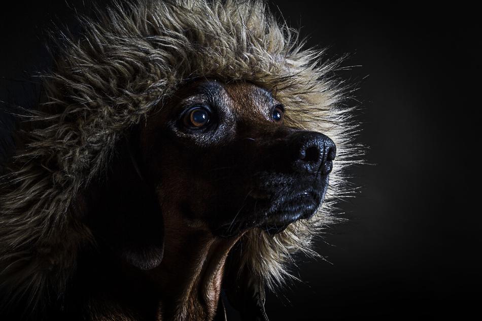 Dog Animal Pet Big