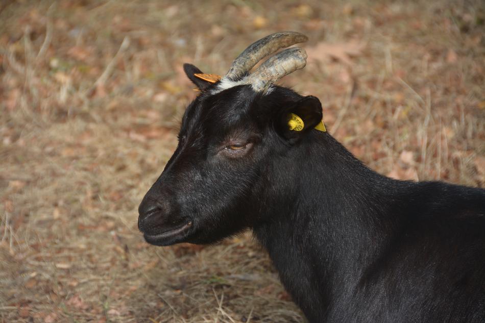 black farm goat in the field