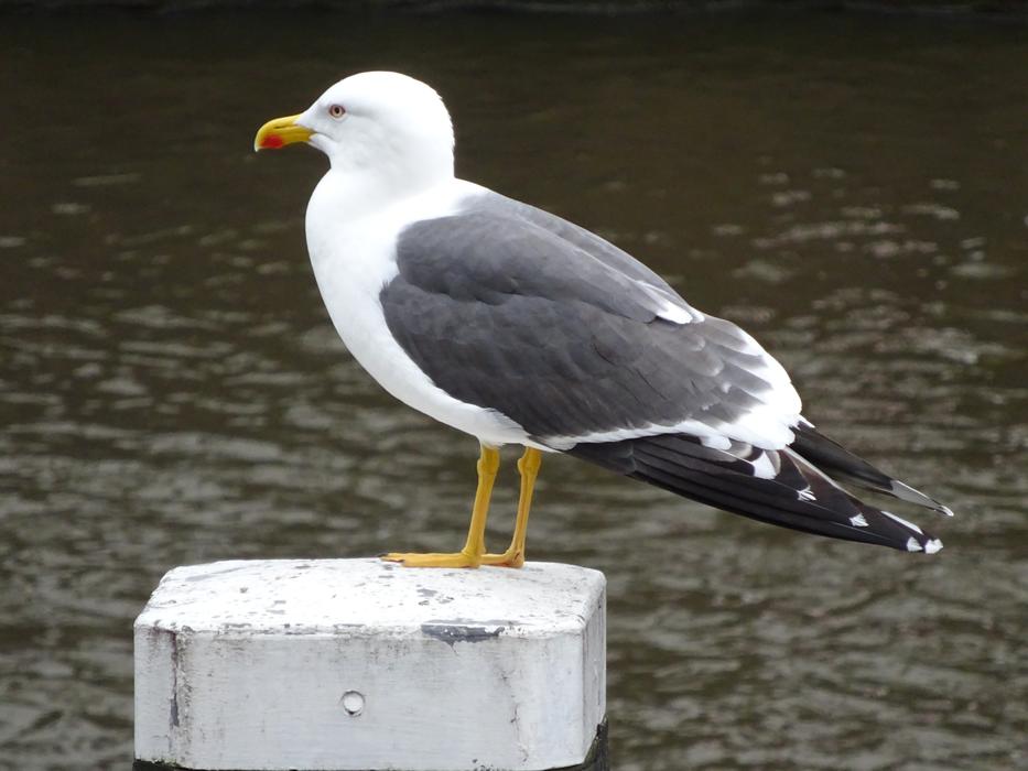 Bird Wildlife Seagulls