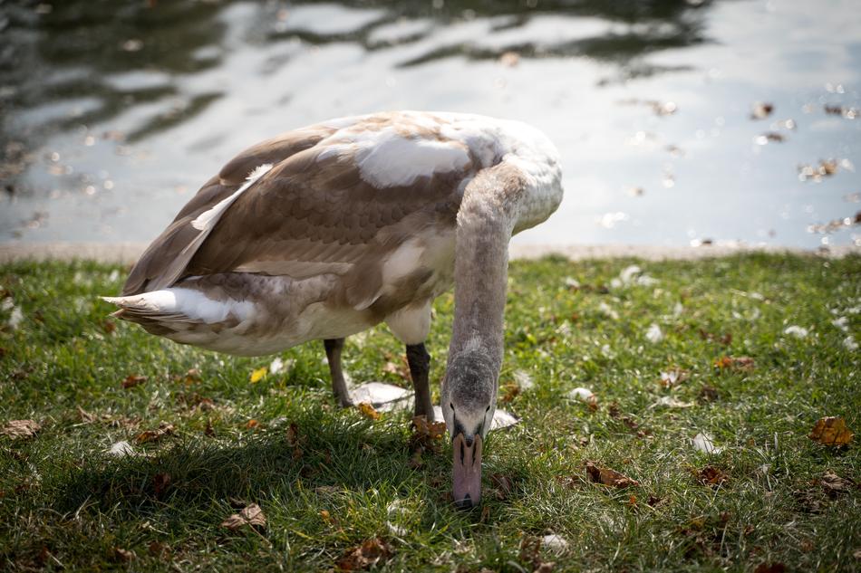 Swan White Gray