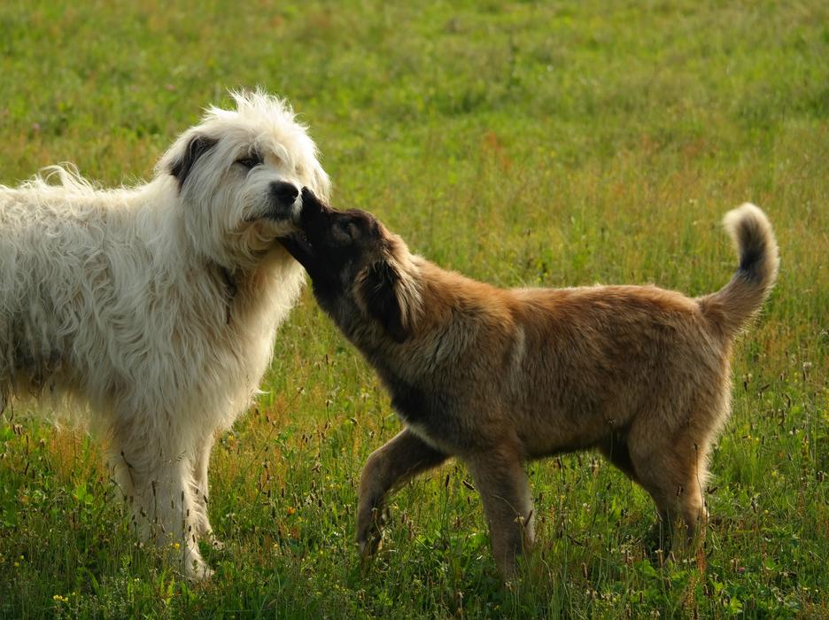 Dog Mammal Animal