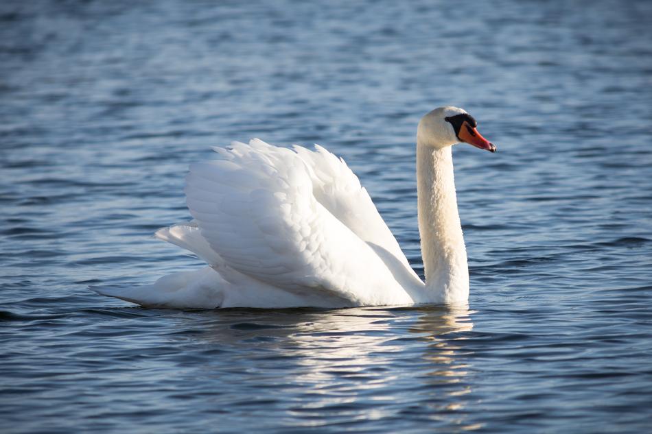 Waters Bird Nature