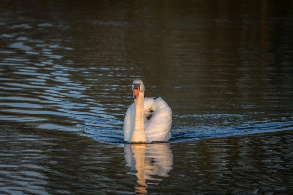 Swan Waters Lake
