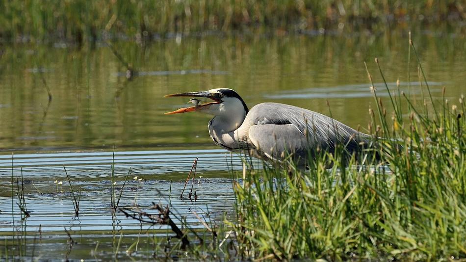 Bird Fauna Body Of Water