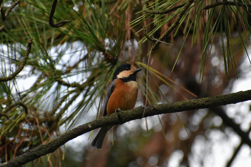 Animal Forest Bird Wild