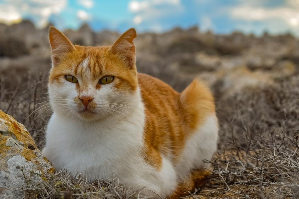 Cat Stray Animal