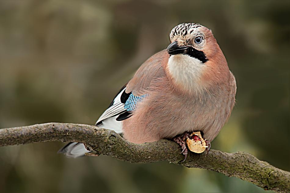 Animal Bird Jay Garrulus