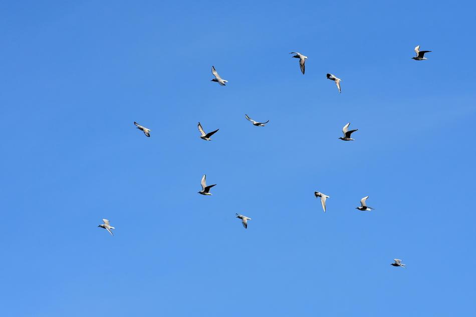 Gulls Swarm Birds Blue