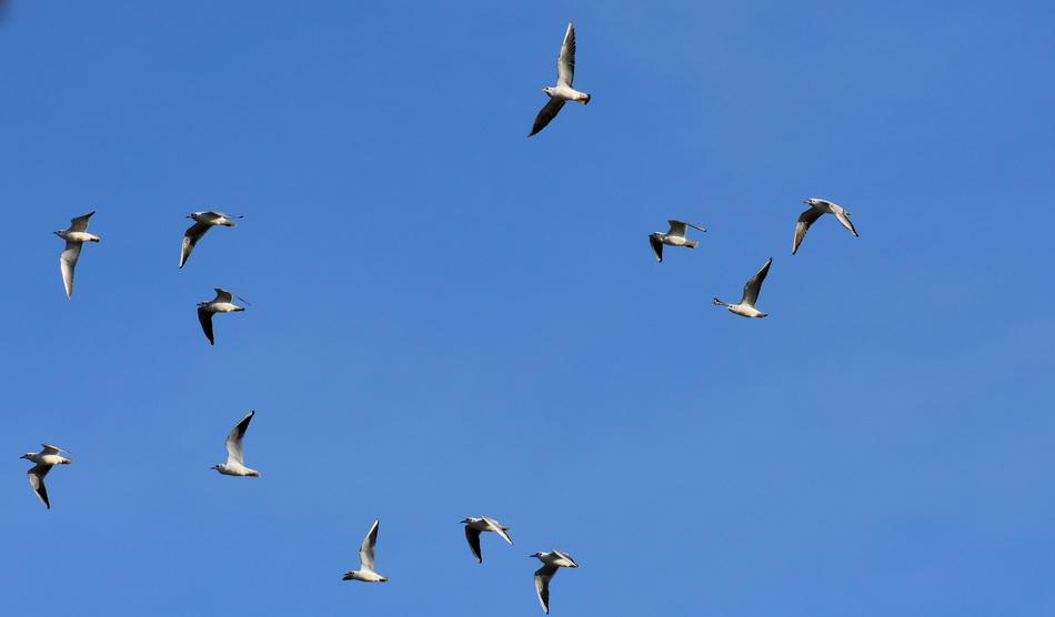 Gulls Swarm Birds Blue