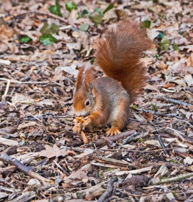 Rodent Mammal Squirrel