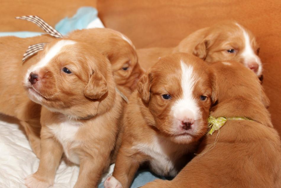Puppy Toller Adorable