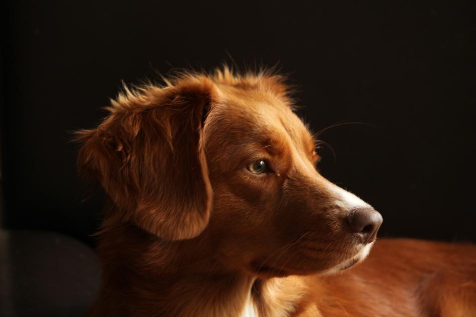 Dog Pet Toller