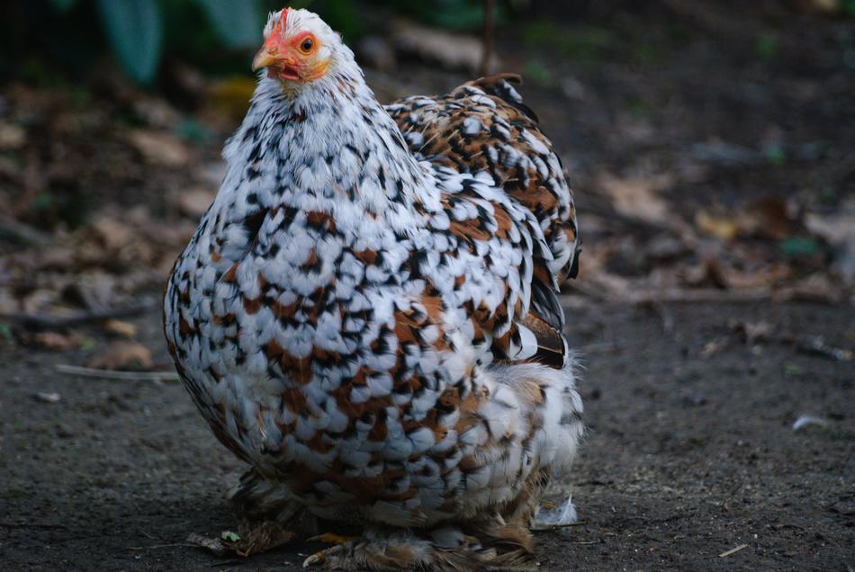 Pen Backyard Hen macro nature