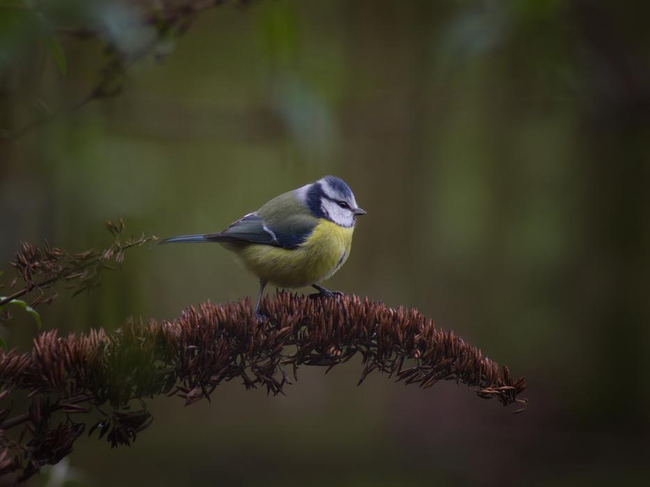 little colored bird on a branch