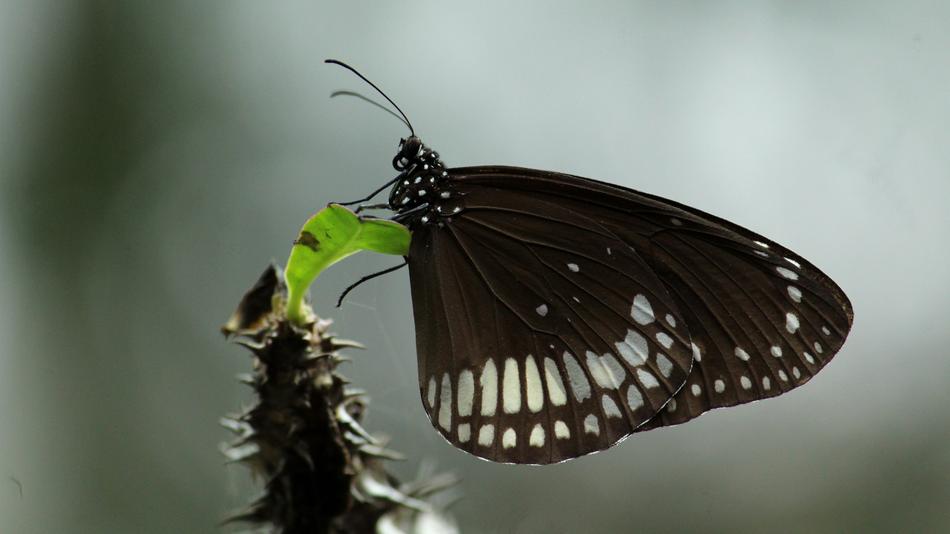 Black Butterfly Insect macro photo