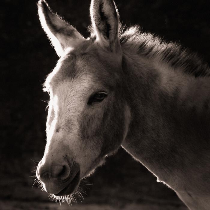 Donkey Animal Home Black And