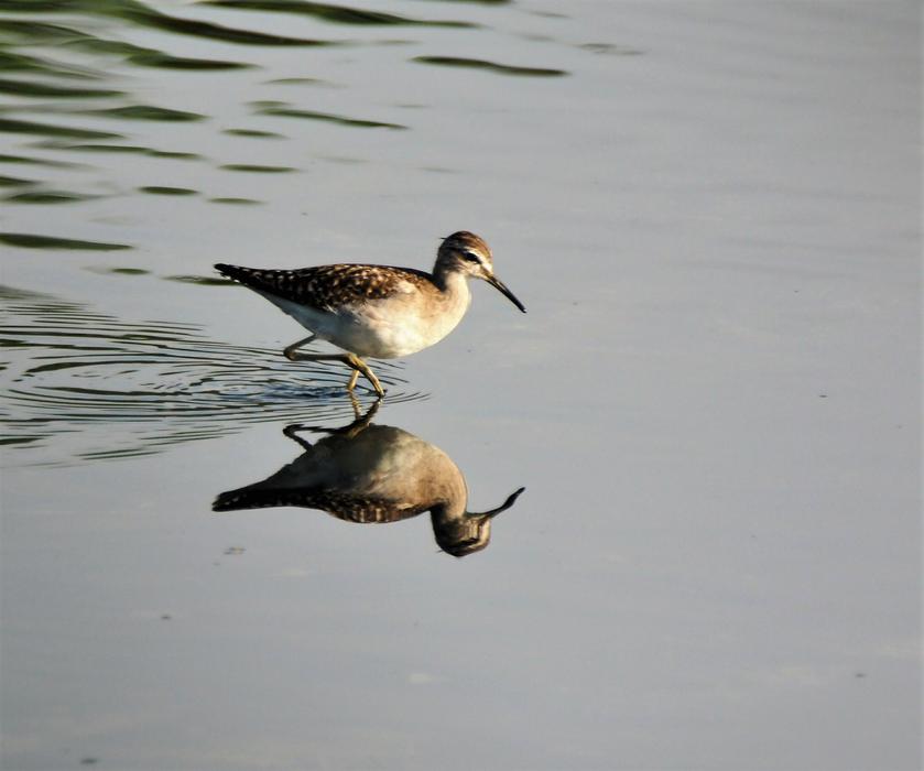 bird shallow water