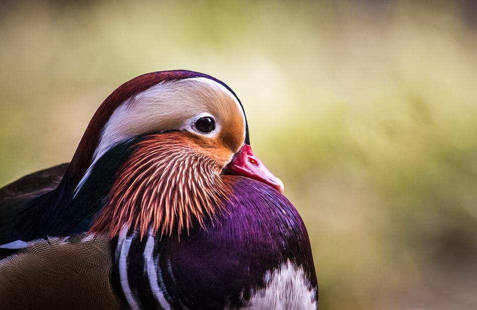 Mandarin Duck Portrait Eye Looking