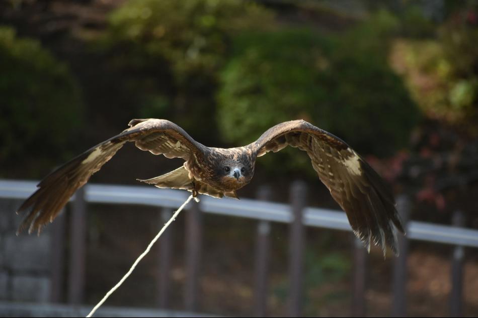 Animal Natural Park Bird