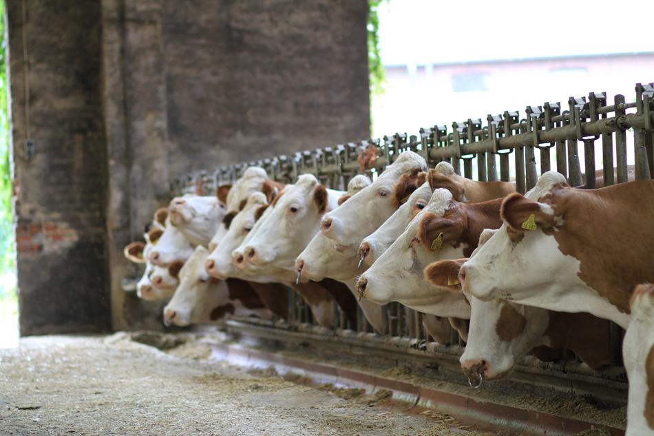 Animals Mammal Cattle