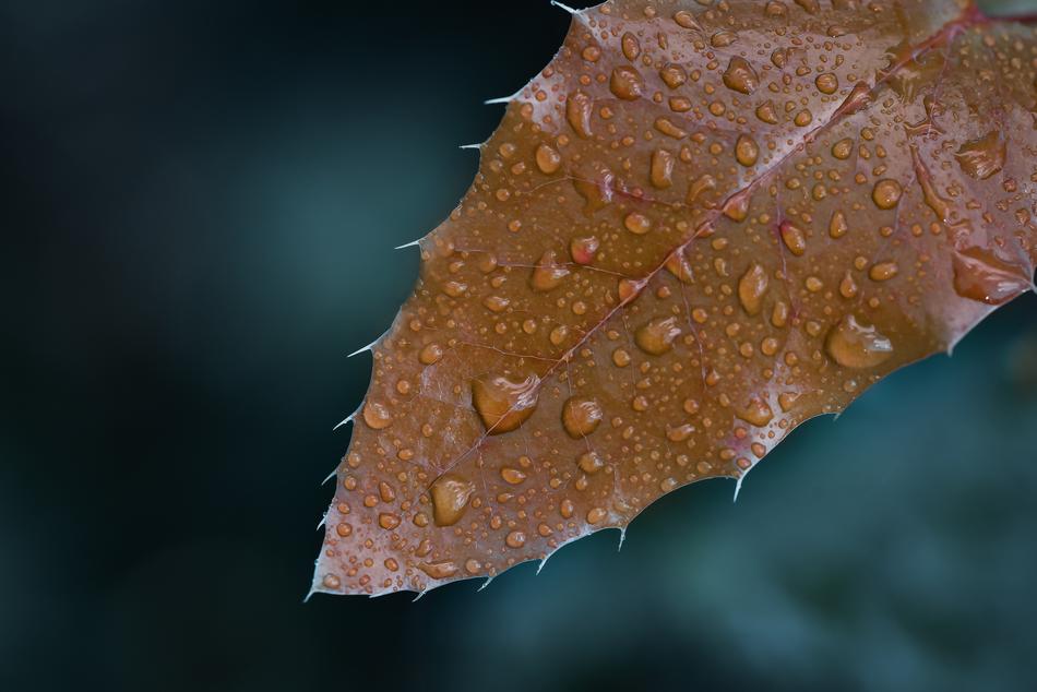 Macro Leaf Wallpaper