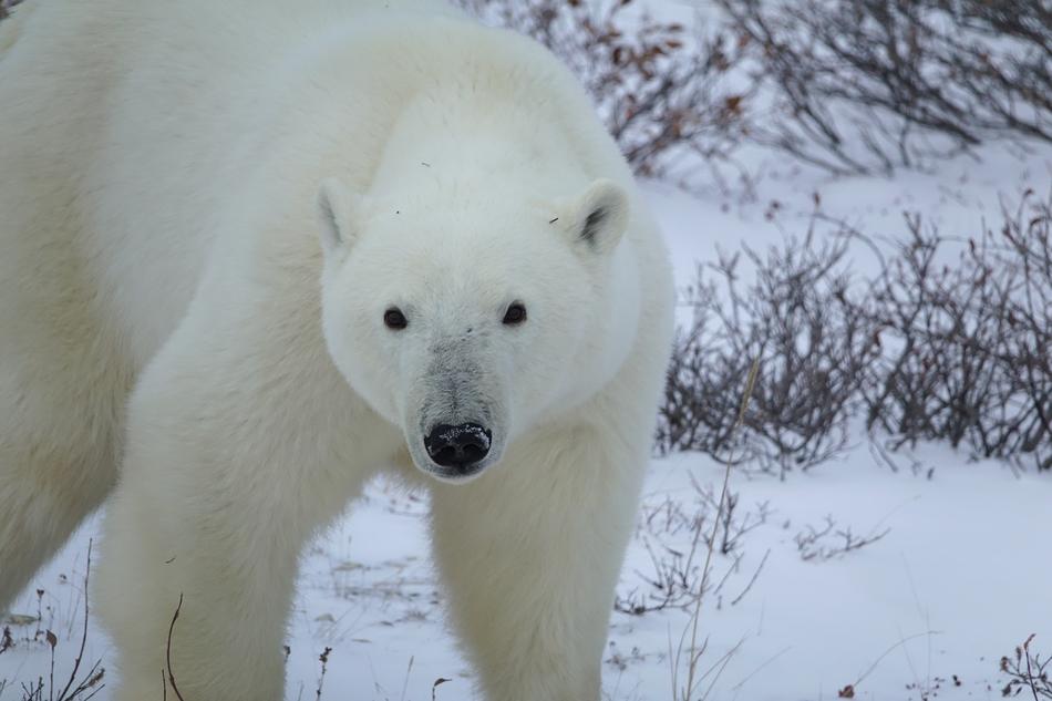 Polar Bear Arctic