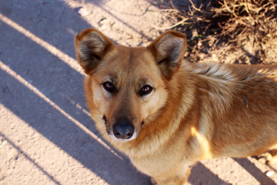 fluffy dog looks up