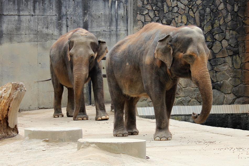 Elephant Indian Animal
