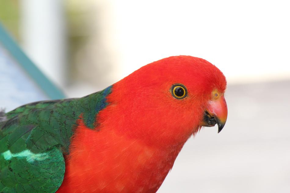Parrot Australian King
