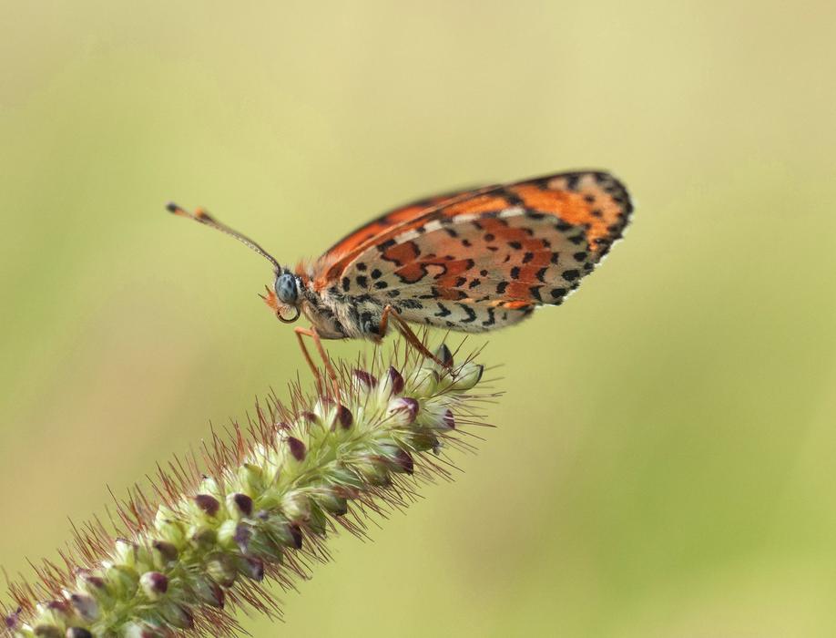 cute little butterfly on a cactus