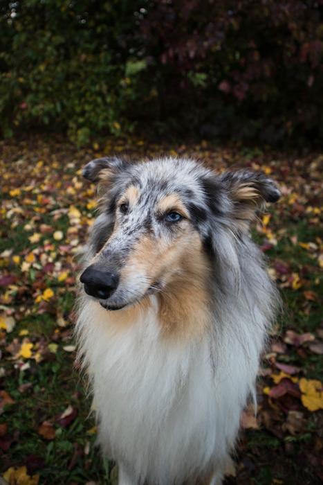 Dog Animal Autumn