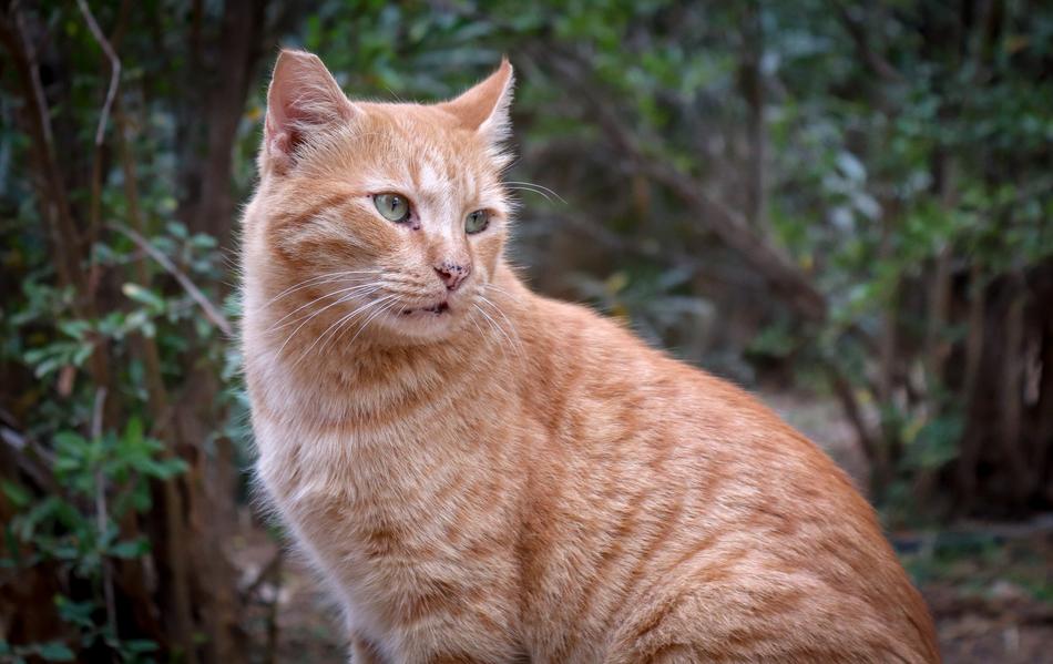 ginger cat on a green background