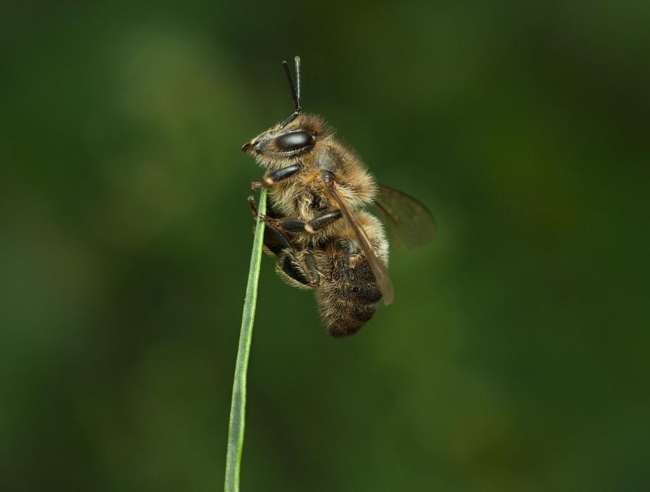 Insect Nature Animal
