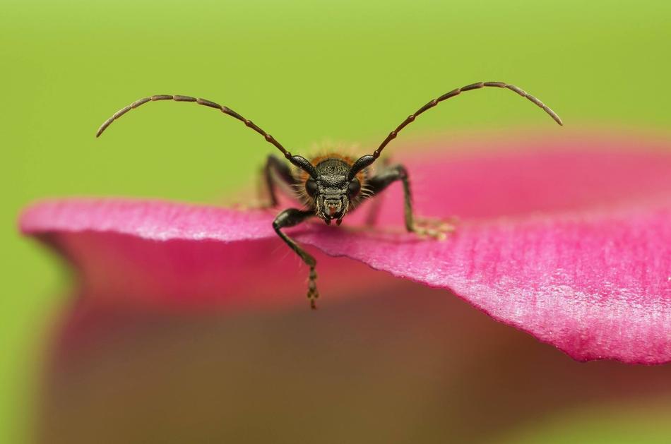 Insect Nature