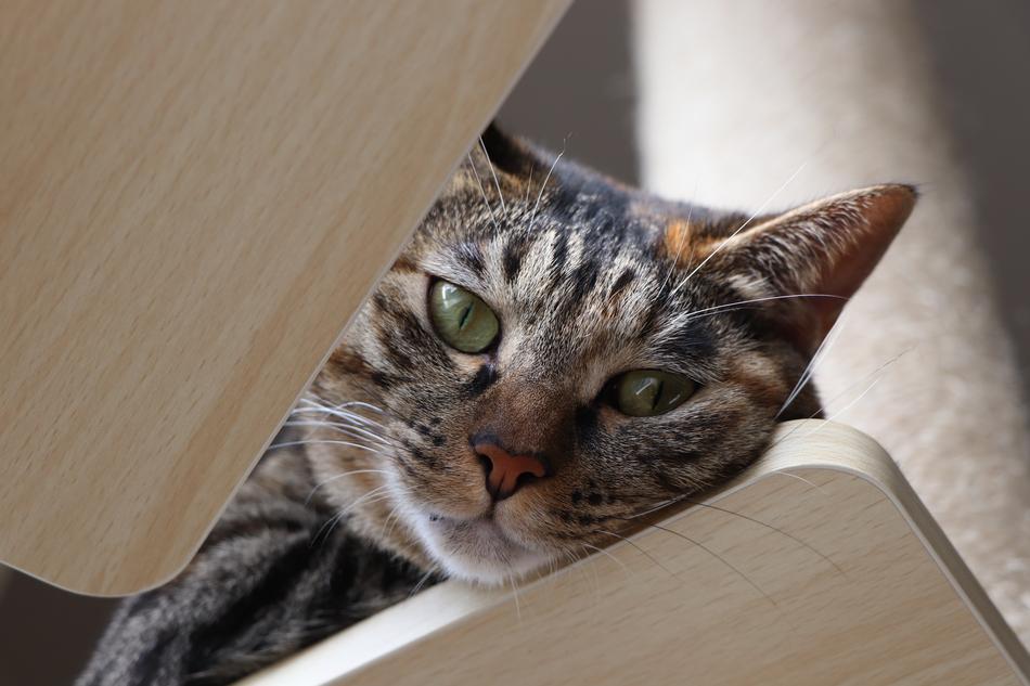 Kijitora Cat Pet