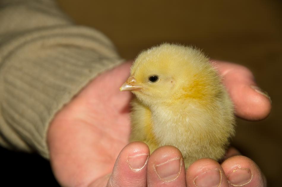 Chick Yellow Animal