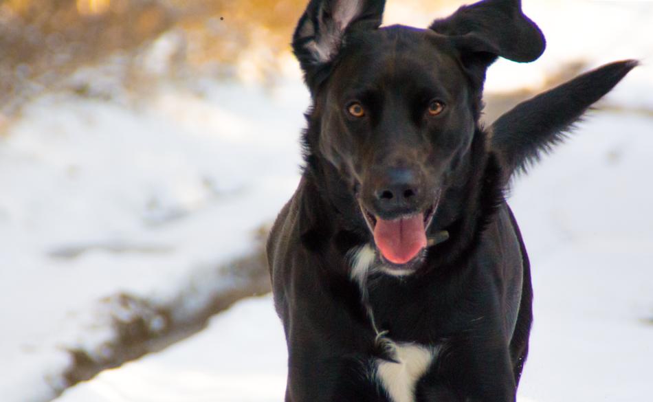 dog snow winter