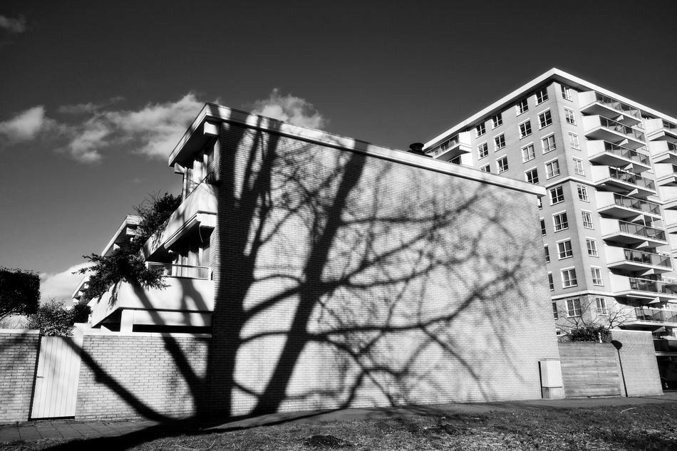 Shadow Building Tree
