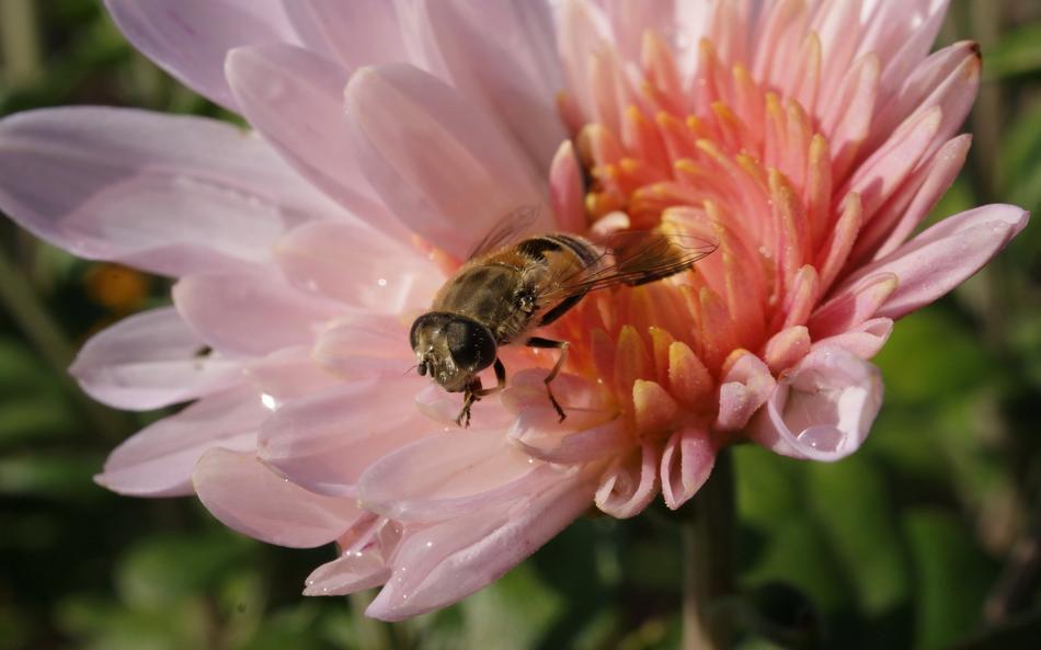 Flora Fauna Flowers
