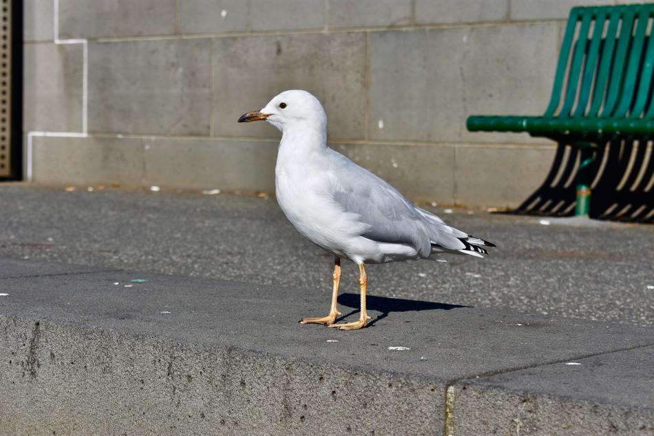 Seagull Pigeon Bird
