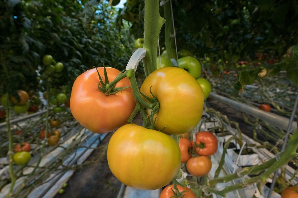 garden ripe tomatoes