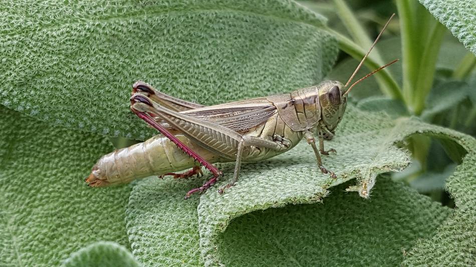 brown grasshopper on green foliage