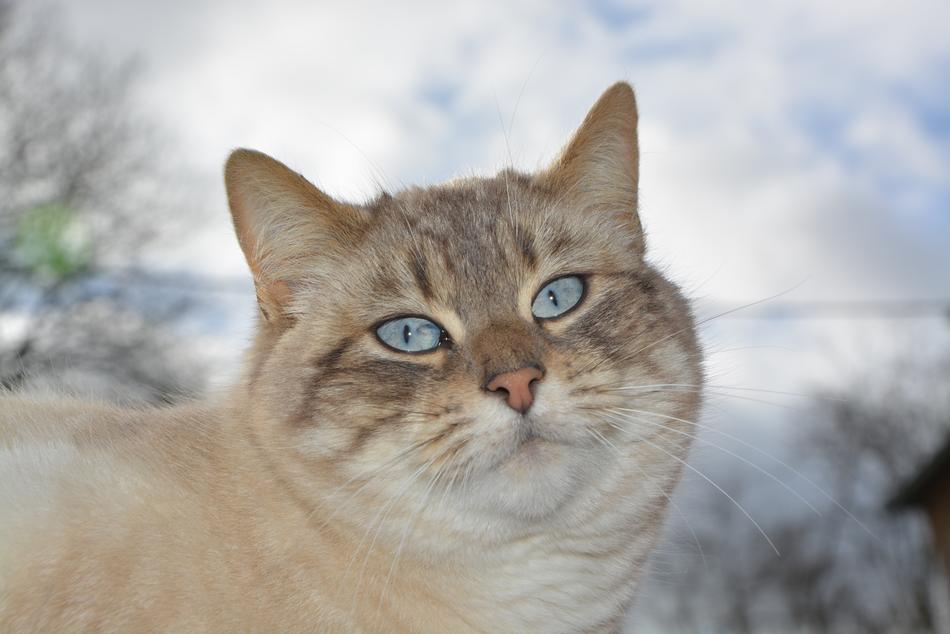 Cat Pussy Nala Feline Blue