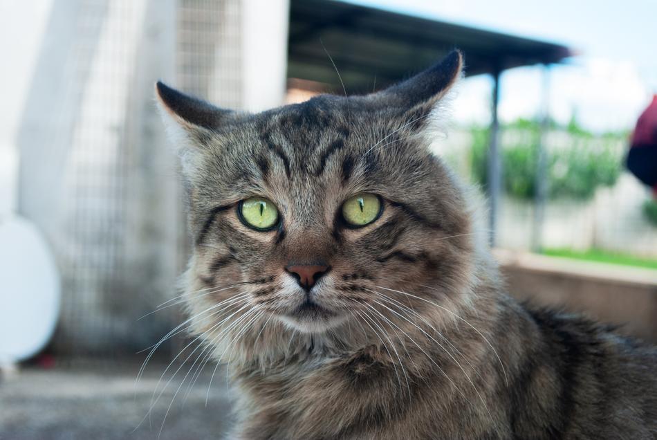 Surprised beautiful cat