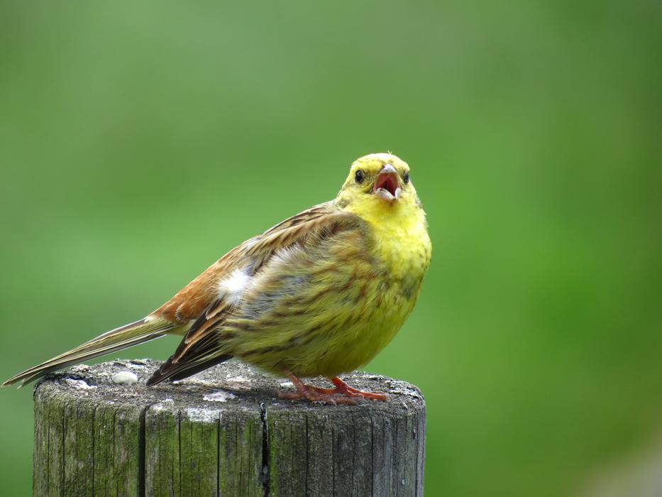 Bird Singing Goldammer