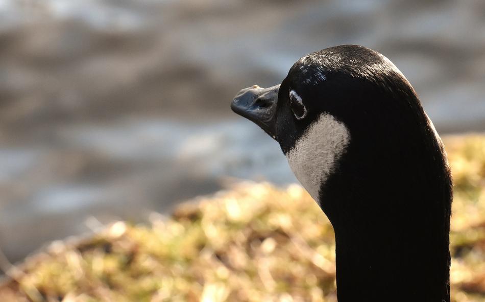 Wild Goose Water Bird portrait