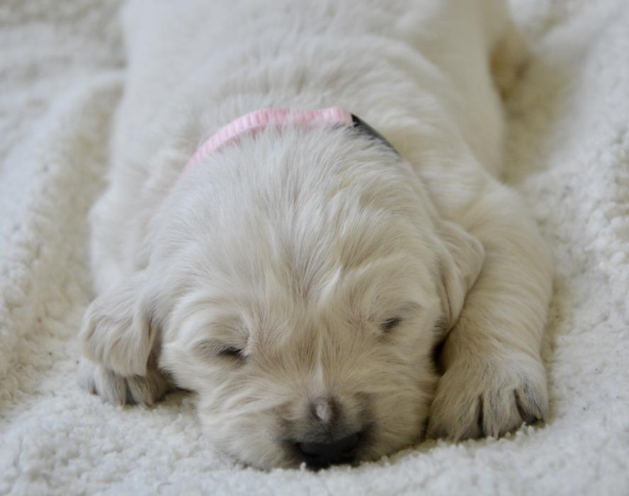 Puppy Golden Retriever