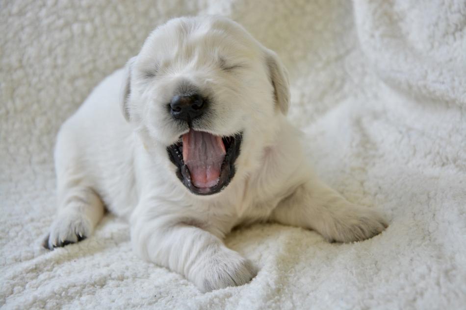 Puppy Golden Retriever
